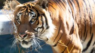 Seattle's Woodland Park Zoo announces tiger death