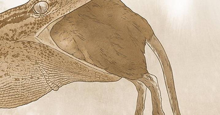 Meet the Jurassic predator that confused scientists for 30 years
