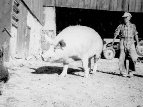 Bruce County Memories: The greenhorn pioneer buys a pig