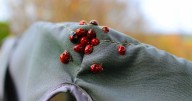 Swarms of ladybirds invading UK homes as expert explains phenomenon