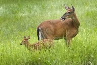 Bureaucratic red tape is forcing a baby deer to be euthanized