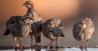 This Photographer Captured 40 Breathtaking Shots Of Wildlife