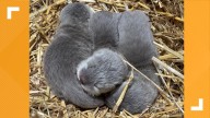 3 baby otters born at Virginia Zoo