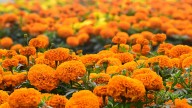 Discover The Power Of Marigold A Vibrant, Nutrient-Packed, Edible Superfood for Health and Wellness