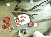 One held in Vadodara with wildlife remains, live tortoises