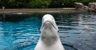 Marine park threatens to kill 30 whales saying 'give us money or the belugas get it'