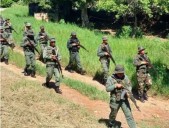 ¡Impactante Destrucción! FANB Acaricia la Tierra y Desmantela 6 Hectáreas de Marihuana Oculta entre Frijoles en Zulia