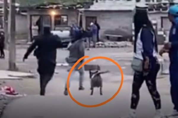 El perro jujeño que hizo el trabajo mejor que la policía y se hizo viral