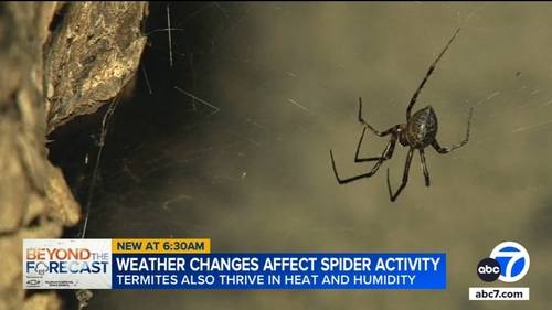 Have you seen more spiders and bugs in Southern California this year?