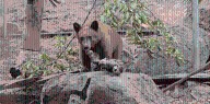 San Diego Humane Society asks for special request for bears