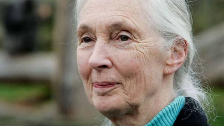 Muere a los 91 años Jane Goodall, la primatóloga y defensora de los chimpancés y el mundo animal