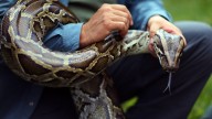 Python No More: DeSantis talks funding for Everglades python removal