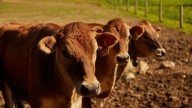 3 indicted in multi-county cattle theft investigation, says Metcalfe County sheriff