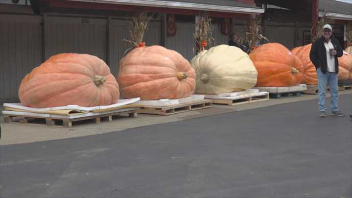 Giant pumpkins steal the show at Ohio Valley weigh