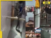 Video of 4-foot cobra hiding behind dressing table in Madhya Pradesh home goes v