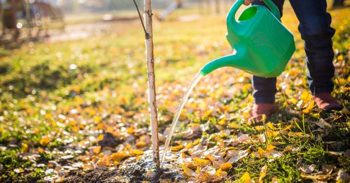 How to prep trees and perennials for winter during a drought