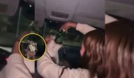 Indignante: Desalmadas alcoholizaron a una perrita y presumieron el abuso en redes