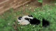 North Carolina Rescuers Find A Pile of Orphaned Babies Huddled Together On The Roadside