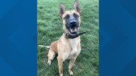 K9 critically injured in stabbing; police say additional charges pending