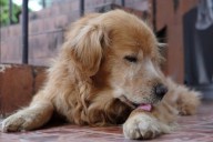 Prevalece en zonas rurales. Crecen los casos de una enfermedad silenciosa que transmiten los perros