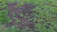 Prevent And Fix Erosion In Your Yard With An Easy Solution