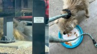 Driver Pulls Into A California McDonald’s, Notices A Pleading Furry Face, And Decides To Help