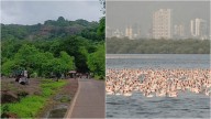 Mumbai ESZ Controversy: Draft Plan Favors Urban Development Over Conservation Of Sanjay Gandhi National Park And Thane Creek Flamingo Sanctuary