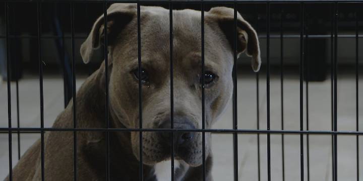 Metro Council considers bill to add new animal control commission