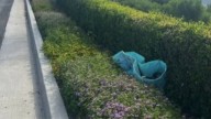 A Dog Walker In California Responds To Cries That Begin A Journey To Reunite A Family