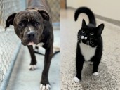 Pets of the Week: Meet Lightning Bug and Oreo