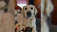 Indiana Senior Dog Overcomes Separation Anxiety With Help From An Unlikely Friend