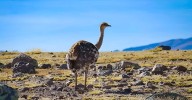 Ministerio del Ambiente presenta resultados del censo de la especie Suri