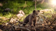 Alba, la pequeña osa huérfana, comienza su nueva vida en libertad: ya corre por los montes de Asturias