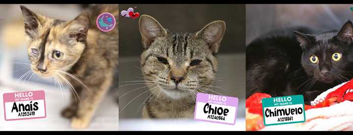 Charlotte Animal Shelter at Capacity, Urgently Pleads for Cat Adoptions