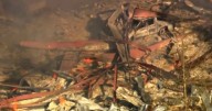 Muertos y desaparecidos en por una explosión en una fábrica de municiones militares de Estados Unidos