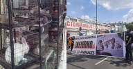 ¿Qué plantea la iniciativa para regular la venta y exhibición de animales en la CDMX?