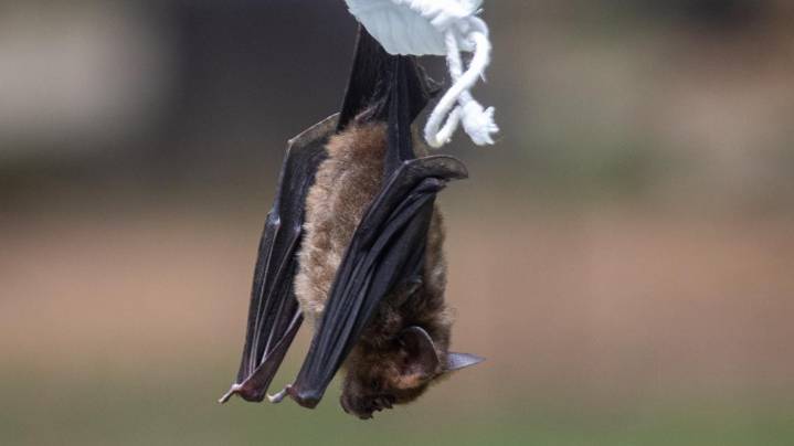 DEC urges New Yorkers to avoid caves during Bat Week