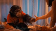 PRIMATE Trailer: A Killer Chimp vs. Gen Z in Hawaii