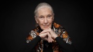 Jane Goodall Dead: Chimpanzee Expert Was 91
