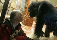 Conservationist Jane Goodall Dead at 91 While on U.S. Speaking Tour: Latest Updates