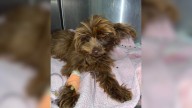 California Rescue Shocked And Heartbroken Over Seriously Ill Dog Abandoned In A Box