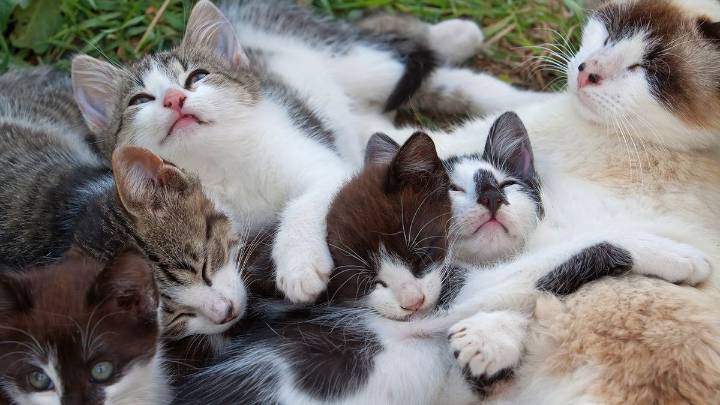 What Is a Group of Cats Called? A Clowder, a Glaring, a Kindle?