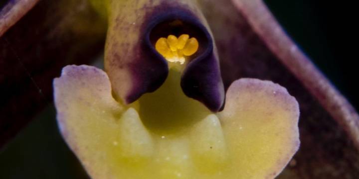 Descubren nueva orquídea en Cundinamarca, pero expertos advierten por situación de peligro