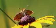 Environmental group to sue feds over delayed action on Iowa skipper butterfly