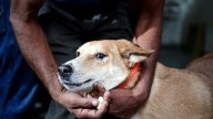 World Para Athletics Championships: Kenyan and Japanese coach bitten by stray dog; catchers called in at JLN stadium