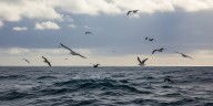 Por qué las aves marinas son clave para combatir la crisis climática y proteger los ecosistemas