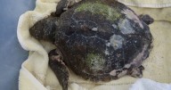 Endangered sea turtle washes up on shore over 3,000 miles from home