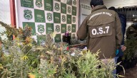 Desarticulan organización criminal en Valdivia: Ocho detenidos e incautación de armas y drogas