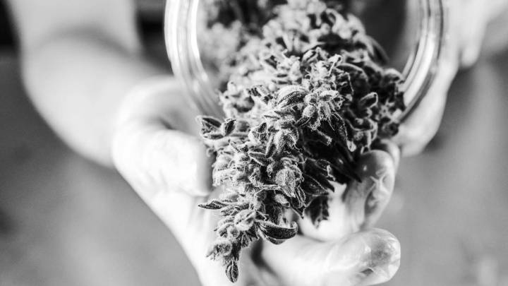 Where Have All the Mild Flowers Gone?