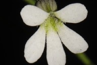 Descubren nueva especie de planta carnívora en Oaxaca